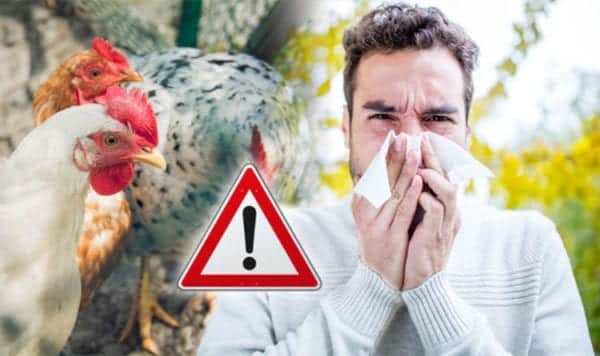 man sneezing near chickens with bird flu warning sign
