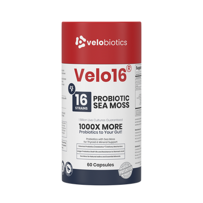 Velo16 Probiotics Sea Moss supplement bottle with 16 probiotic strains and sea moss for thyroid and gut health, 60 capsules.