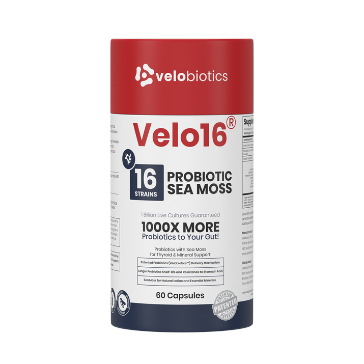 Velo16 Probiotics Sea Moss supplement bottle with 16 probiotic strains and sea moss for thyroid and gut health, 60 capsules.